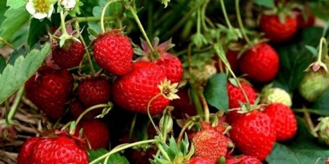 Da li je moguće primijeniti stajnjak za jagode: u jesen, proljeće, prilikom sadnje